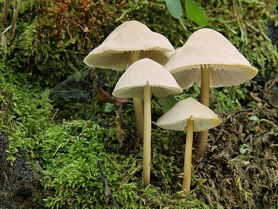 prilbička Mycena sp.