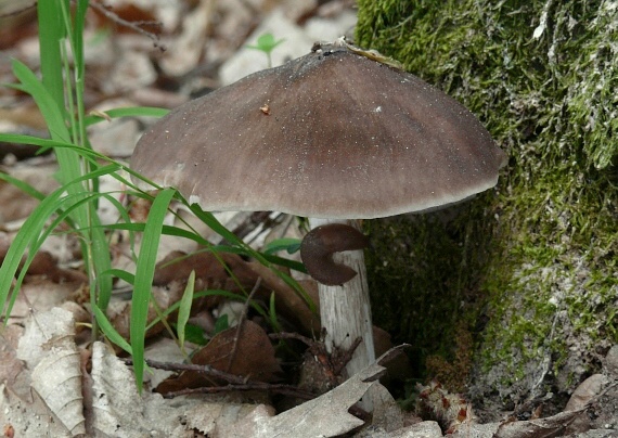 štítovka jelenia Pluteus cervinus (Schaeff.) P. Kumm.