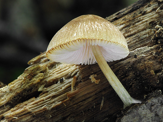 štítovka Pluteus sp.