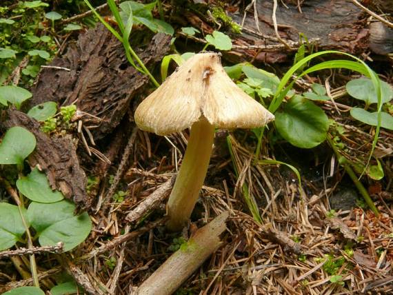 vláknice rozpraskaná - Vláknica kužeľovitá  Pseudosperma rimosum (Bull.) Matheny & Esteve-Rav.