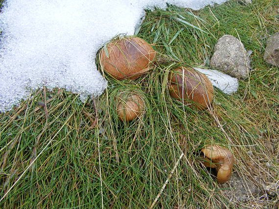 masliak limbový? Suillus plorans  ?