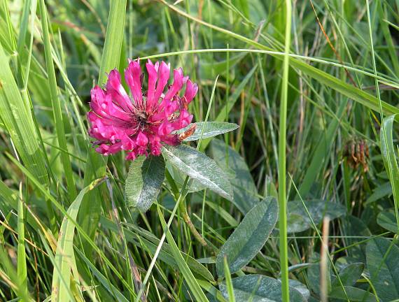 ďatelina ohnutá Trifolium flexuosum Jacq.