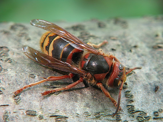 sršeň obyčajný Vespa crabro