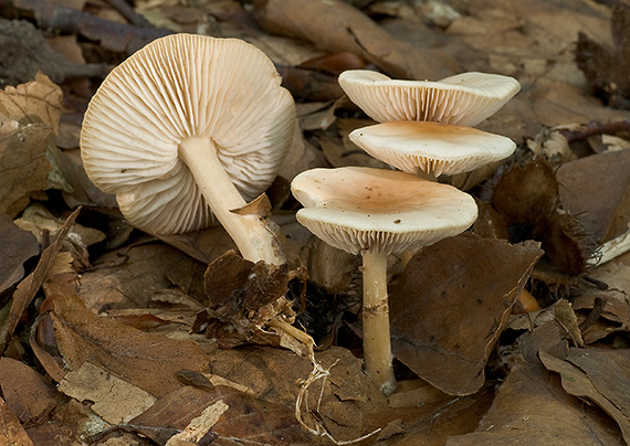 peniazovka Collybia sp.