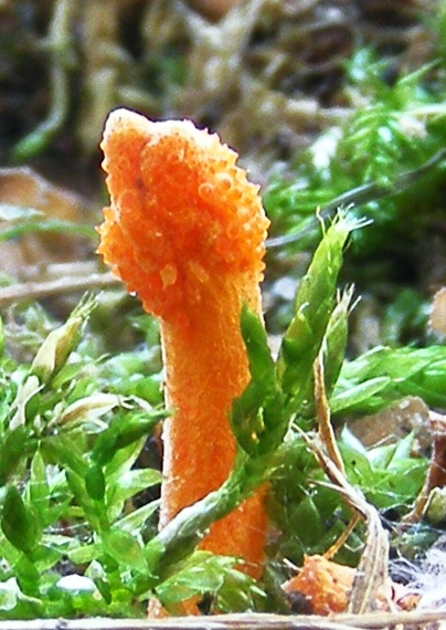 žezlovka hmyzová Cordyceps militaris (Fr.) Link