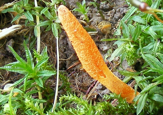 žezlovka hmyzová Cordyceps militaris (Fr.) Link