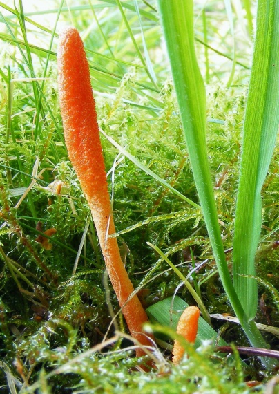 žezlovka hmyzová Cordyceps militaris (Fr.) Link