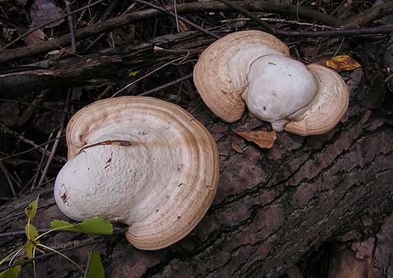 práchnovec kopytovitý Fomes fomentarius (L.) J.J. Kickx