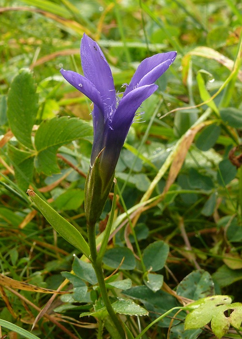 pahorec brvitý Gentianopsis ciliata (L.) Ma