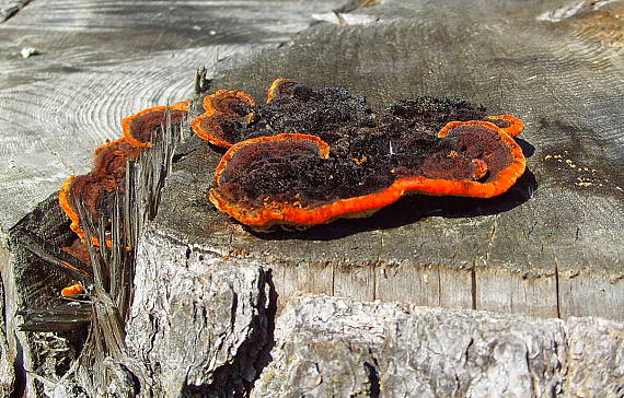 trámovka plotová Gloeophyllum sepiarium (Wulfen) P. Karst.