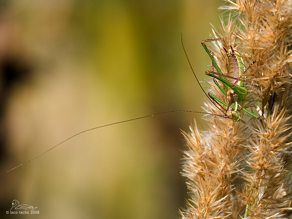 kobylka bielopása  Leptophyes albovittata