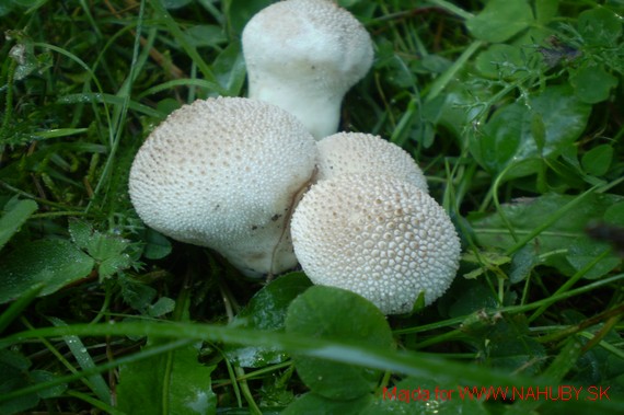 prášnica bradavičnatá Lycoperdon perlatum Pers.