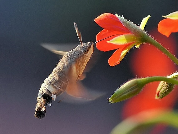 lišaj marinkový Macroglossum stellatarum