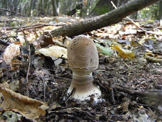 bedľa vysoká Macrolepiota procera (Scop.) Singer