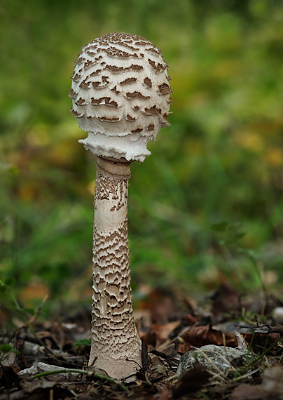 bedľa vysoká Macrolepiota procera (Scop.) Singer