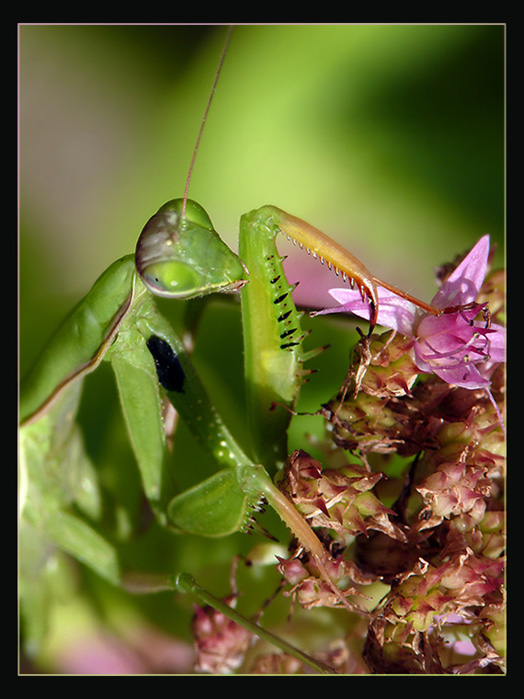 modlivka zelená Mantis religiosa