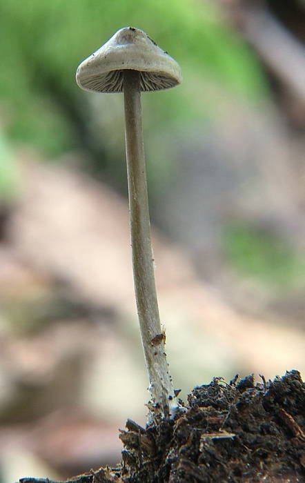 prilbička ryhovaná Mycena polygramma ?