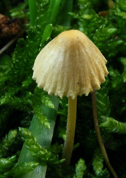 prilbička  Mycena sp.