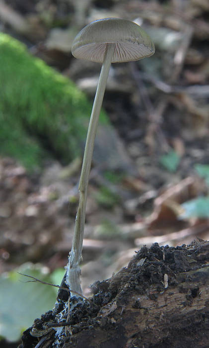 prilbička Mycena sp.