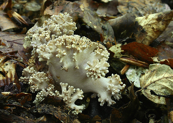 trúdnik klobúčkatý Polyporus umbellatus (Pers.) Fr.