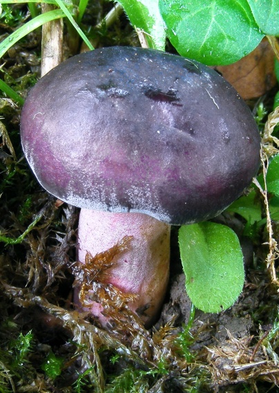 plávka Queletová  Russula queletii Fr.