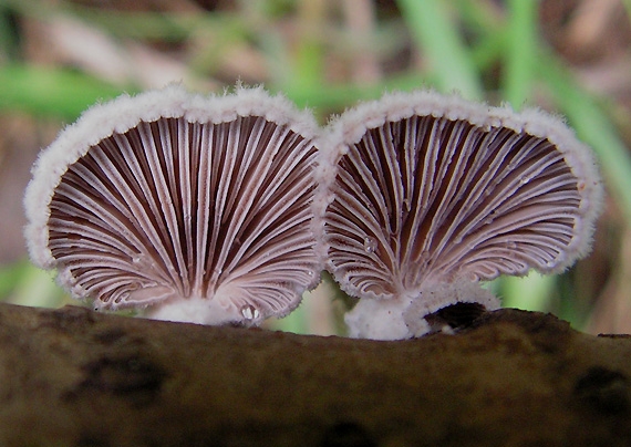 klanolupeňovka obyčajná Schizophyllum commune Fr.