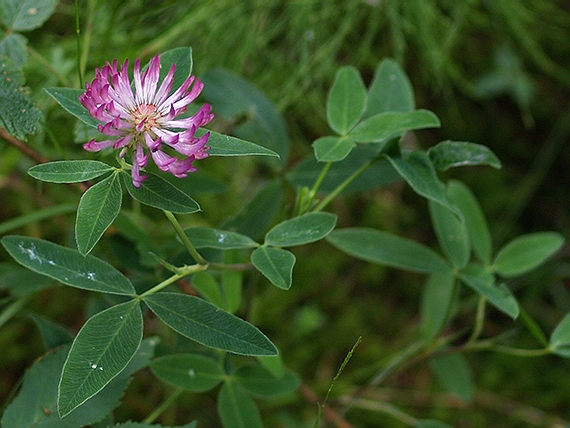 ďatelina Trifolium sp.