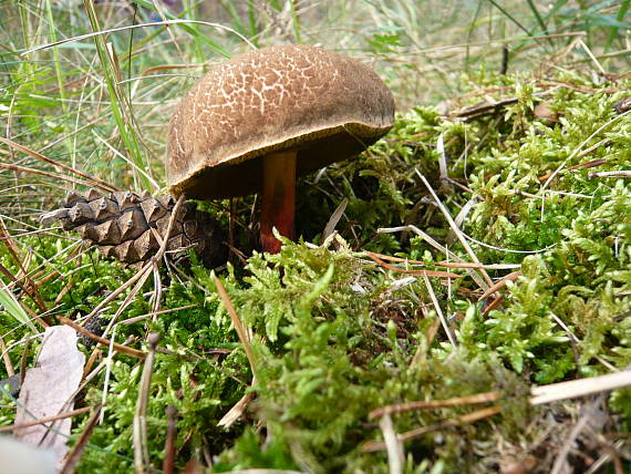 suchohríb žltomäsový Xerocomellus chrysenteron (Bull.) Šutara