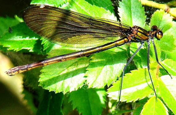 hadovka obyčajná Calopteryx virgo