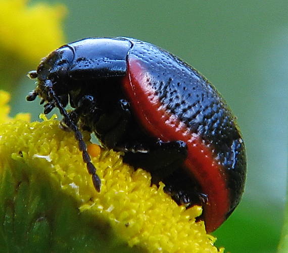 mandelinka krvavá Chrysolina sanguinolenta