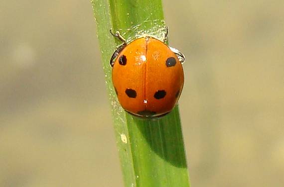 lienka sedembodkovaná Coccinella septempunctata