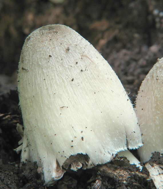 hnojník nápadný Coprinopsis insignis  (Peck) Redhead, Vilgalys & Moncalvo