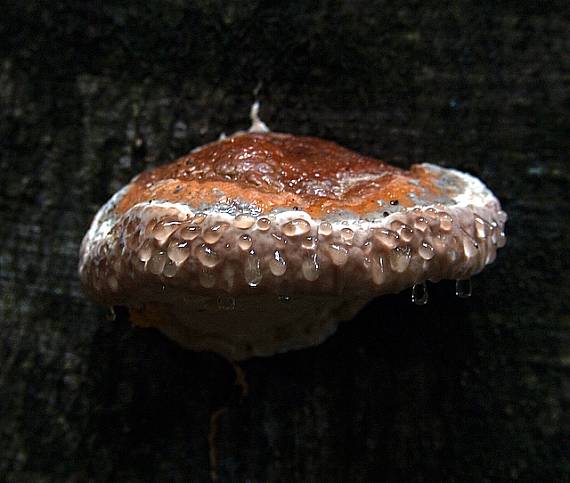 práchnovček pásikavý  Fomitopsis pinicola (Sw.) P. Karst.