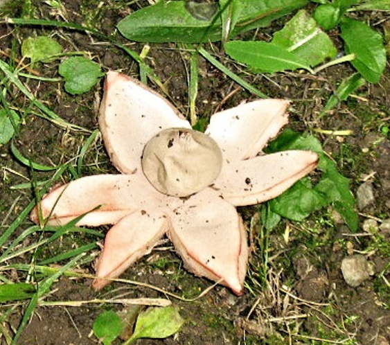 hviezdovka červenkastá Geastrum rufescens Pers.