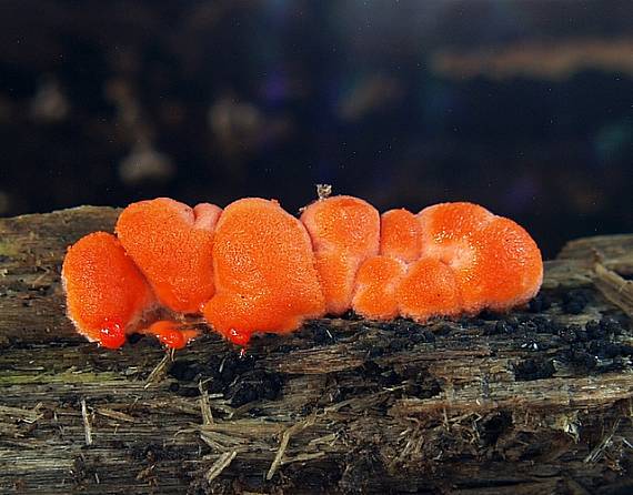 vlčinka červená Lycogala epidendrum (J.C. Buxb. ex L.) Fr.