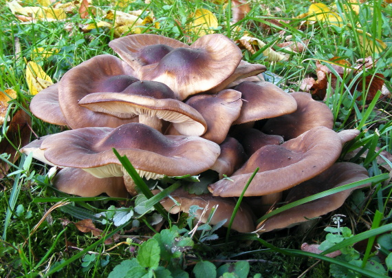 strmulec nakopený Lyophyllum decastes (Fr.) Singer