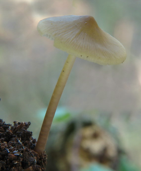 prilbička ružovolupeňová Mycena galericulata (Scop.) Gray