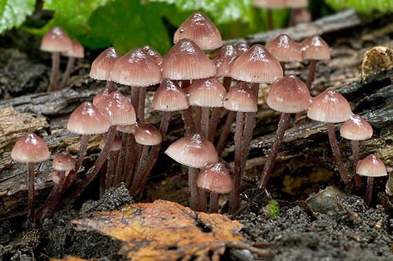 prilbička krvavomliečna Mycena haematopus (Pers.) P. Kumm.