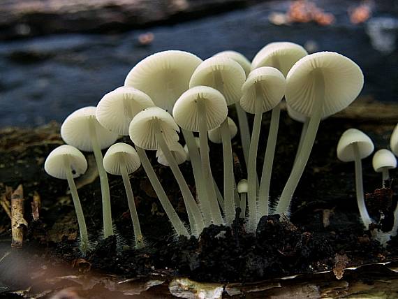 prilbička Mycena sp.