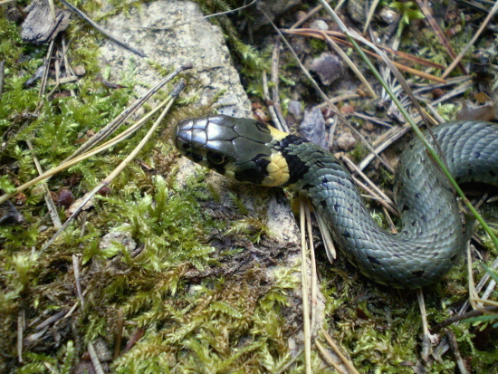 užovka obojková  Natrix natrix