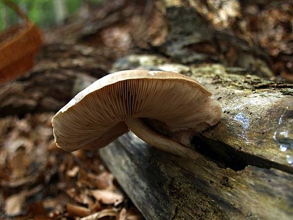 štítovka Pluteus sp.