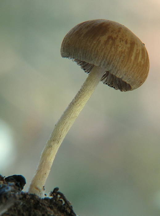 drobuľka Psathyrella sp.