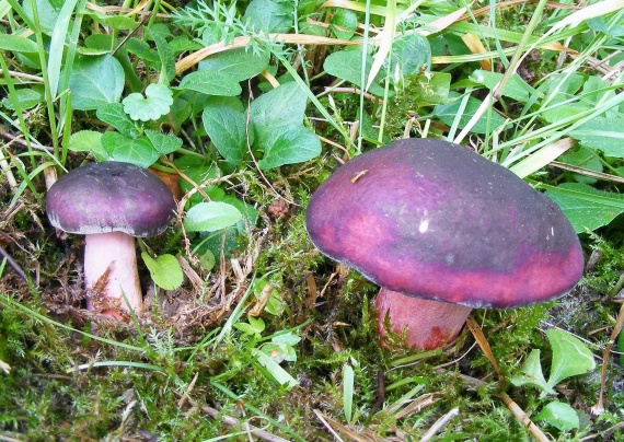 plávka Quéletová Russula queletii Fr.