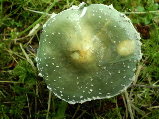 golierovka  zelenkastá  Stropharia  aeruginosa