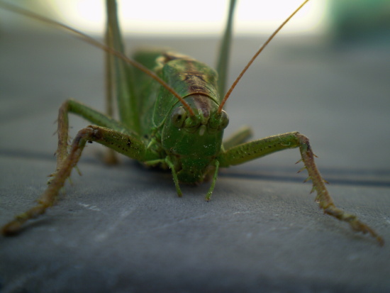 kobylka zelená  Tettigonia viridissima