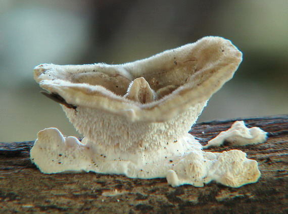 huba Trametes sp.