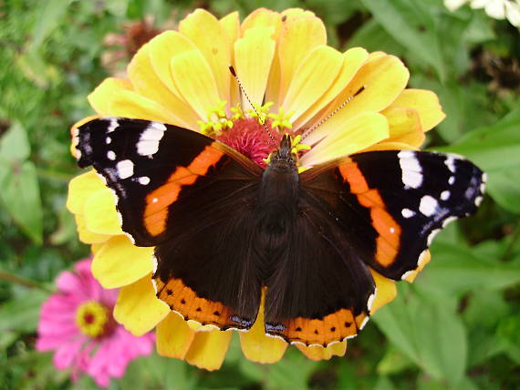 babôčka admirálska Vanessa atalanta