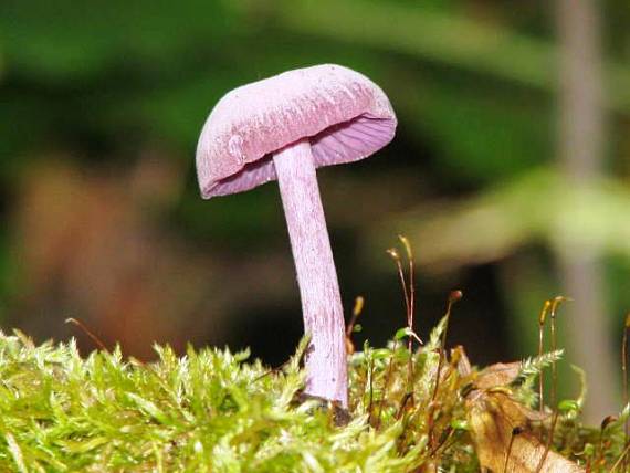 lakovka ametystová Laccaria amethystina (Huds.) Cooke