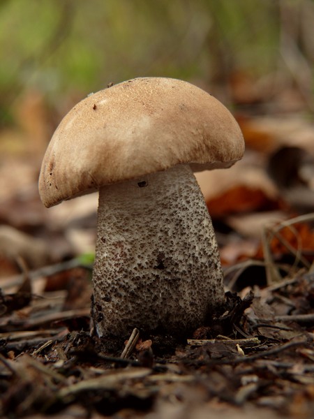 kozák brezový Leccinum scabrum (Bull.) Gray