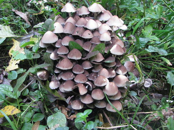 drobuľka trsovitá Psathyrella multipedata (Peck) A.H. Sm.